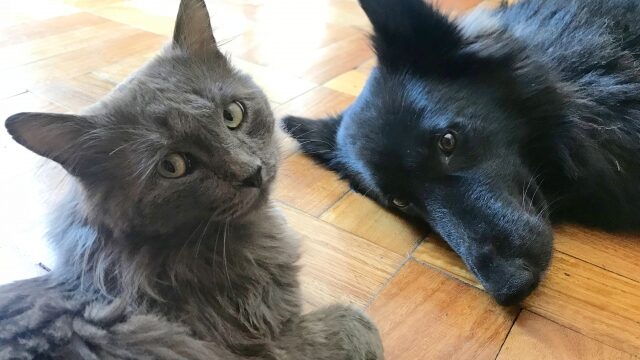 犬と猫