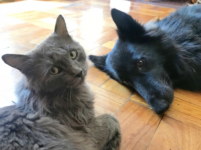 犬と猫